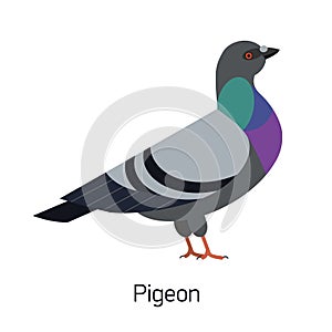 Feral pigeon or city dove isolated on white background. Funny synanthrope bird, adorable urban animal, invasive avian