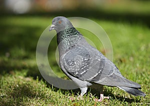 Feral pigeon (Columba livia)