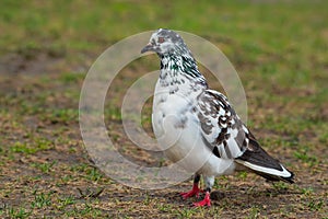 Feral Pigeon - Columba livia domestica