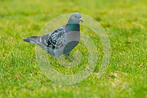 Feral Pigeon - Columba livia domestica