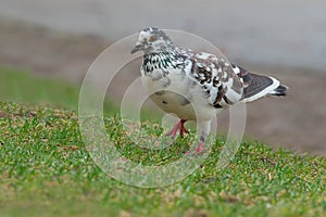 Feral Pigeon - Columba livia domestica