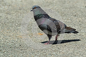 Feral Pigeon - Columba livia domestica