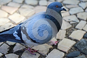 Feral pigeon, Columba livia domestica, in city