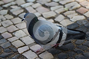 Feral pigeon, Columba livia domestica, in city