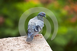 Feral pigeon, Columba livia domestica, Kothrud, Pune district, Maharashtra, India