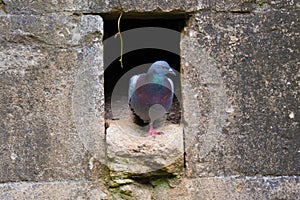 Feral pigeon & x28;Columba livia& x29; emerging from nest hole in wall