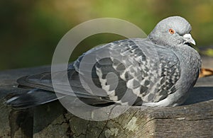 Feral pigeon, Columba livia, sitting on a bench enjoying the sun.