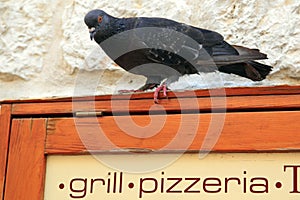 Feral pigeon or dove / Columba livia on Restaurant sign