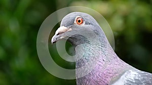 Feral Pigeon feeding in urbasn house garden.