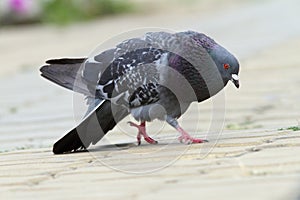 Feral pigeon in mating season