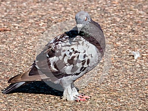 Feral Pigeon in NSW Australia