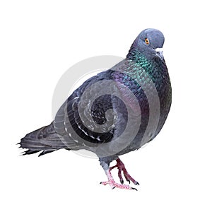 Feral pigeon over white background