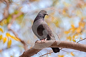 Feral Pigeon perching on tree