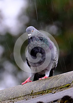 Feral pigeon in rain in urban house garden.