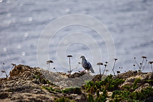 Feral pigeon resting on a cliff looking at the sea in Malta