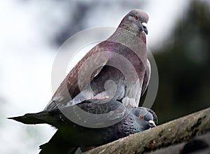 Feral Pigeon s mating on house roof.
