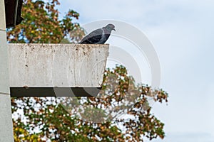 Feral pigeon sitting on the edge of a roof and looking down. Sky and tree in blurry background. City pigeons are considered pests.