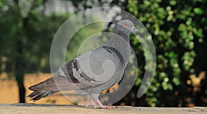 A feral pigeon sitting on a rock facing outward