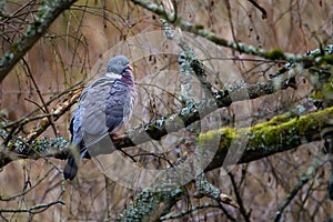 Feral Pigeon sitting on a tree branch in the forest, wild bird in nature