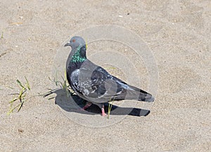 Feral Pigeon in Torremolinos Spain