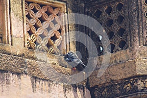 Feral pigeon Unique Pose