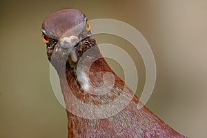 Feral pigeon in urban house garden searching for food.