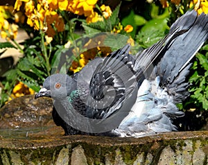 Feral pigeon in urban house garden searching for food.