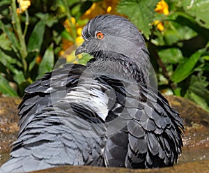 Feral pigeon in urban house garden searching for food.