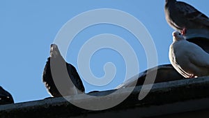 Feral pigeon in urban house garden searching for food.