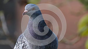 Feral pigeon in urban house garden searching for food.