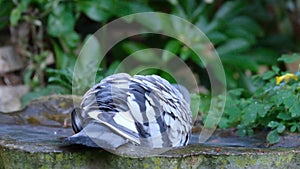 Feral pigeon in urban house garden searching for food.