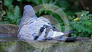 Feral pigeon in urban house garden searching for food.