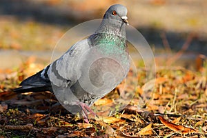 Feral pigeon walking in the park