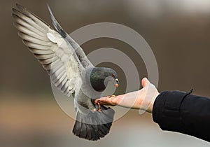 Feral pigeons (Columba livia)