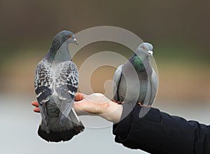 Feral pigeons (Columba livia)