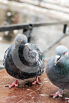 Feral Pigeons Columba Livia Domestica