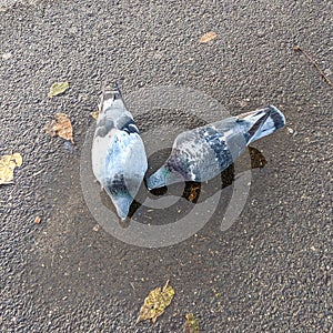 Feral pigeons Columba livia domestica