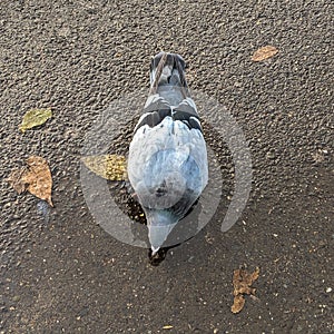 Feral pigeons Columba livia domestica