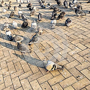 Feral pigeons Columba livia domestica