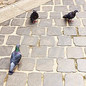 Feral pigeons Columba livia domestica