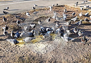 Feral pigeons Columba livia domestica