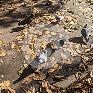 Feral pigeons Columba livia domestica