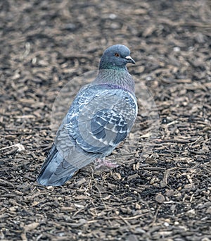 Feral pigeons,Columba livia domestica