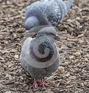 Feral pigeons,Columba livia domestica