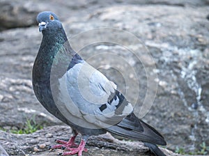 Feral pigeons, Columba livia domestica