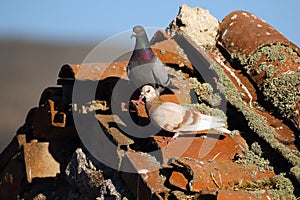 Feral pigeons Columba livia domestica, also called city doves, city pigeons, or street pigeons sitting sitting on old village