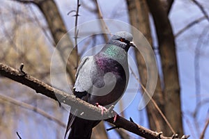 Feral pigeons Columba livia domestica. A gray dove sits on a branch in the forest, spring. Bird on the street