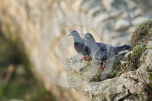 Feral Pigeons Columba livia perched on the edge of a cliff.