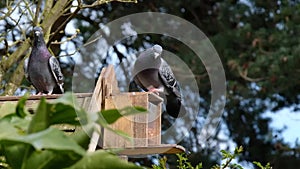 Feral pigeons feeding in urban garden.