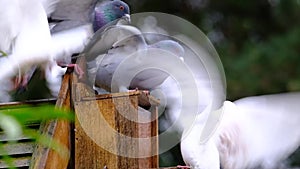 Feral pigeons fighting over peanuts in squirrel feeding box.